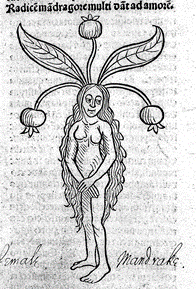 mandrake.png