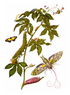 merian.png