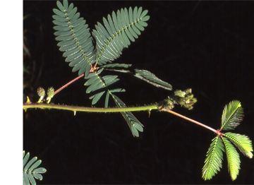 mimosa_pudica.png