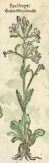 saxifrage.png