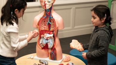 Anatomy model