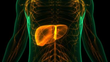 hepatology