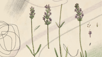 Botanical Mark Making 