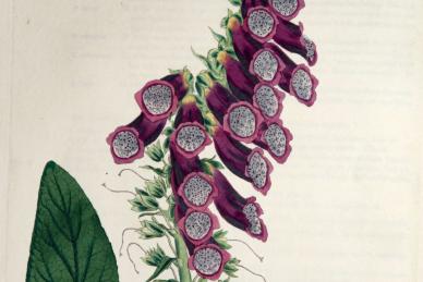  Digitalis purpurea