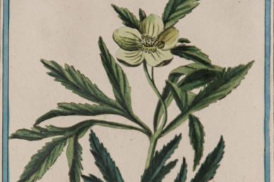 Helleborus niger
