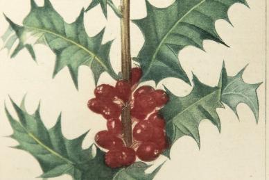  Ilex aquifolia