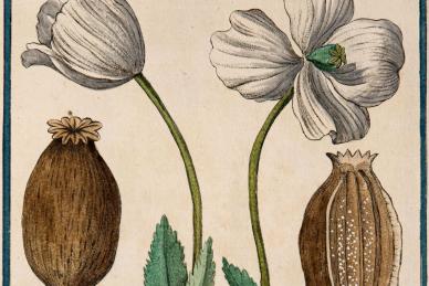  Papaver somniferum