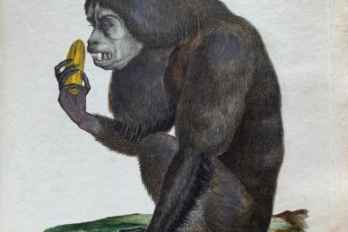 Alexander Humboldt