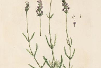 Lavender