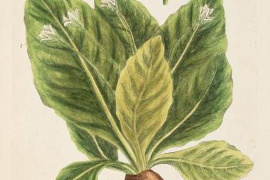Mandrake