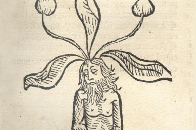 Mandrake