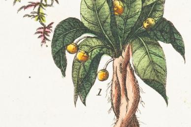 Mandrake