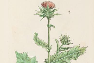 Thistle