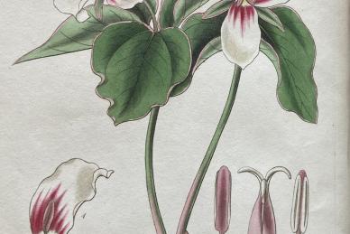 Trillium