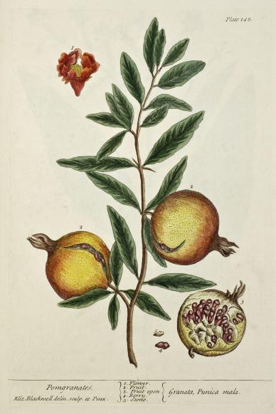 pomegranate (Punica granatum) 