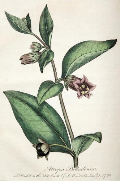Deadly Nightshade (Atropa belladonna)