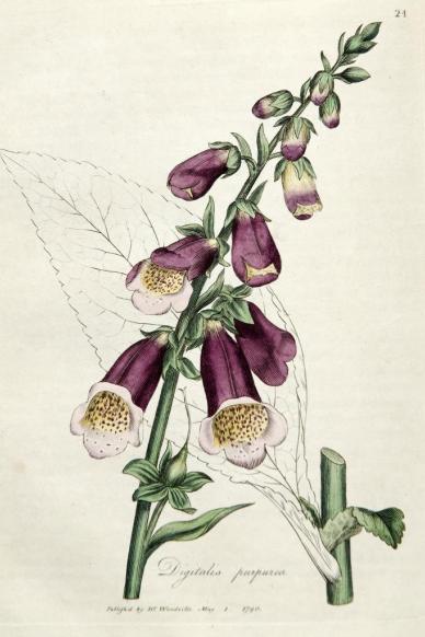 Foxglove (Digitalis purpurea)