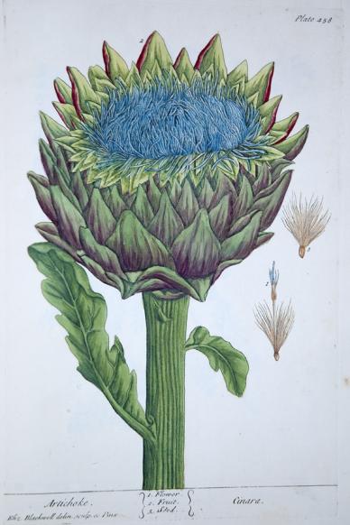 globe artichoke (Cynara cardunculus)