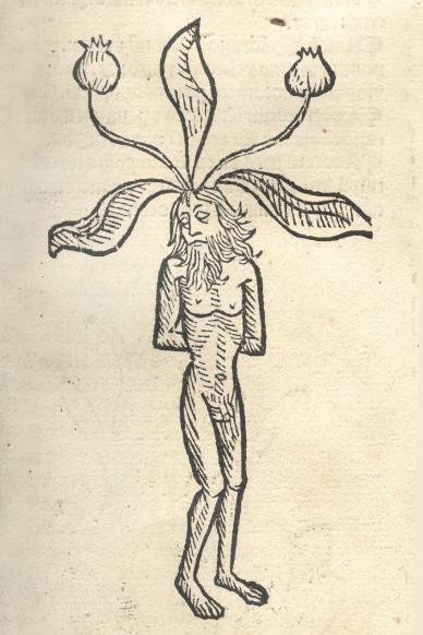 Mandragora officinarum