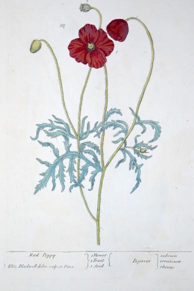 Papaver rhoeas