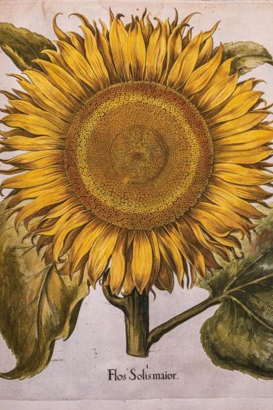 Basil Besler's sunflower