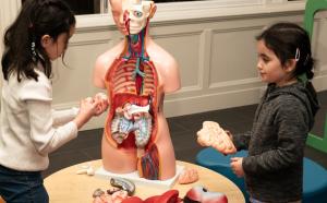 Anatomy model
