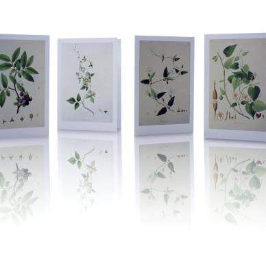 Photo of the 4 designs of botanical notelets