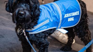Assistance dog
