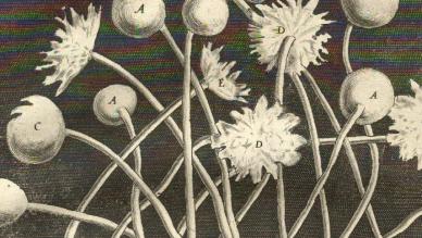 Hooke, Robert - Micrographia