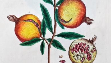 Pomegranate