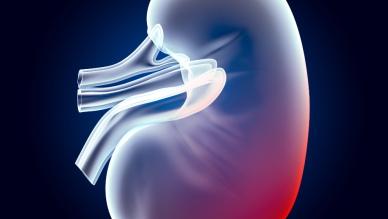 Renal