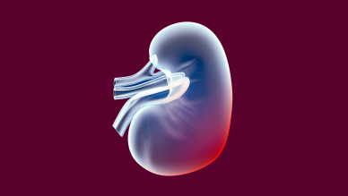 Renal