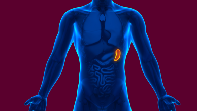 Spleen 