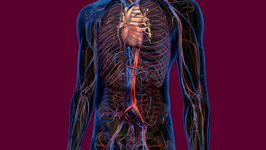 Veins