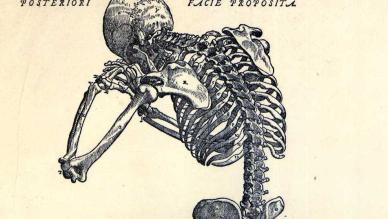 Vesalius