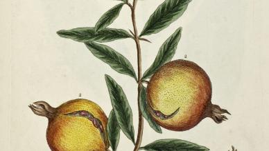 pomegranate (Punica granatum) 