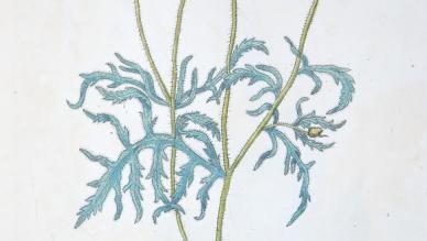 Papaver rhoeas