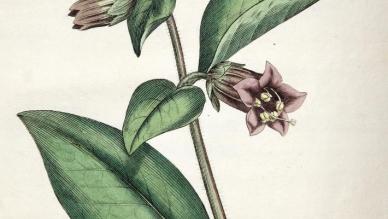 Deadly Nightshade (Atropa belladonna)