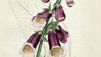 Foxglove (Digitalis purpurea)