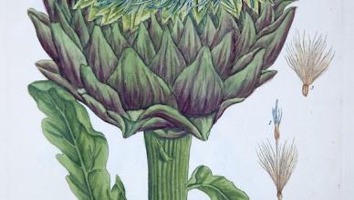 globe artichoke (Cynara cardunculus)