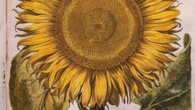 Basil Besler's sunflower