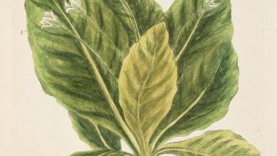 Mandrake