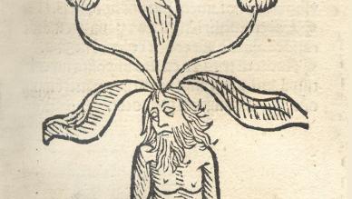 Mandrake