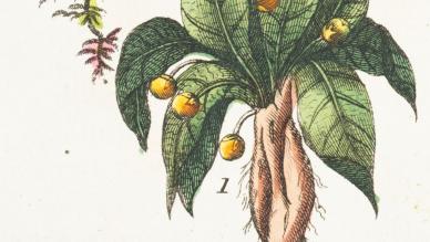 Mandrake