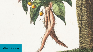 Mandrake display