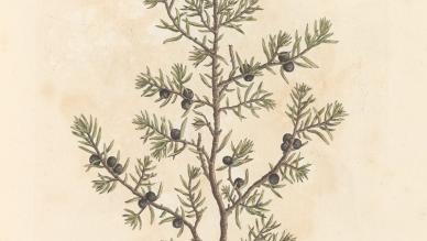 Juniper