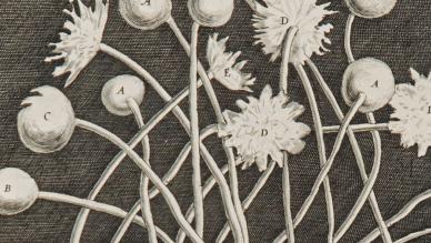 Robert Hooke Micrographia, 1665