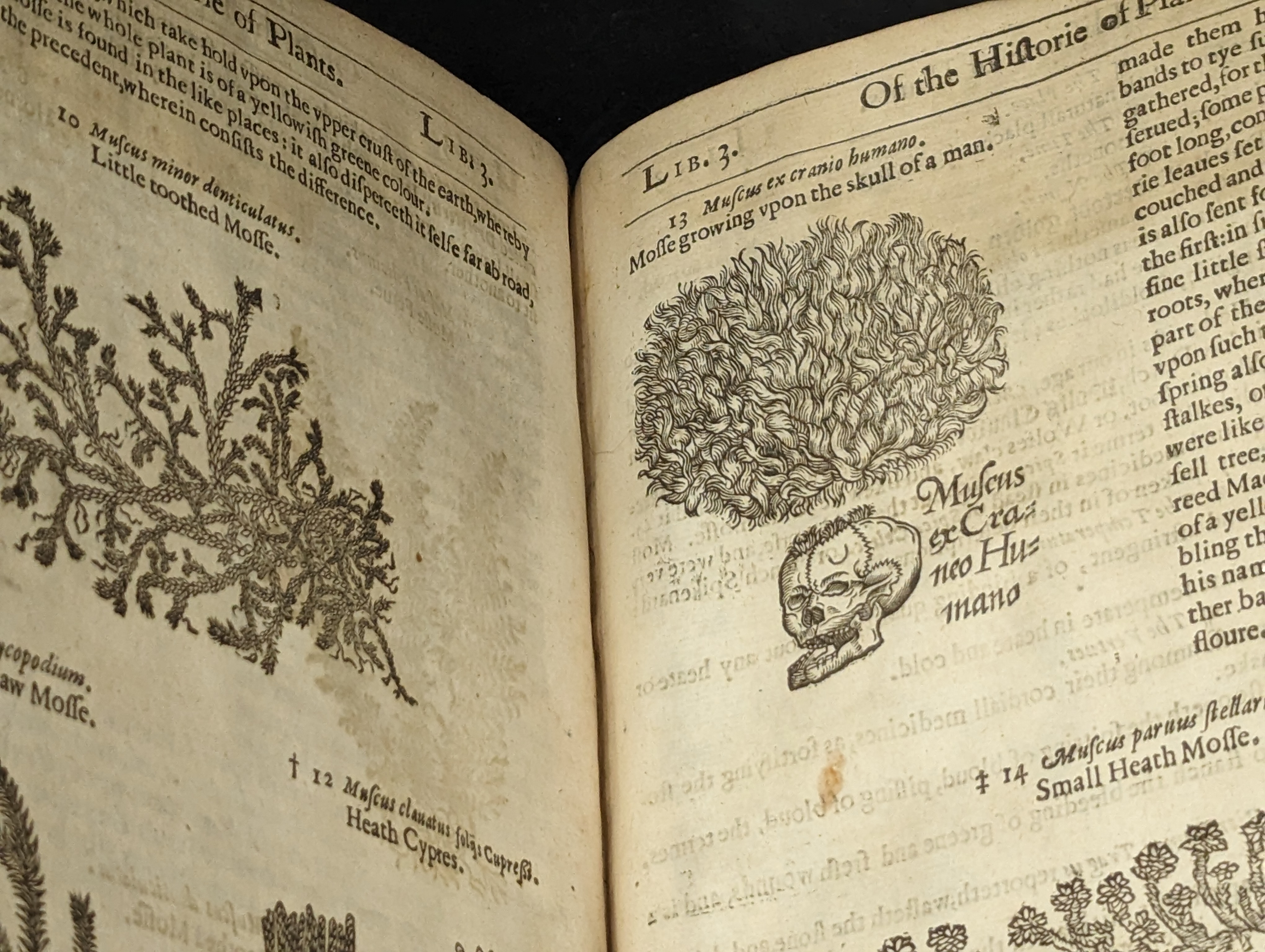 the_herball_or_generall_historie_of_plantes_.jpg