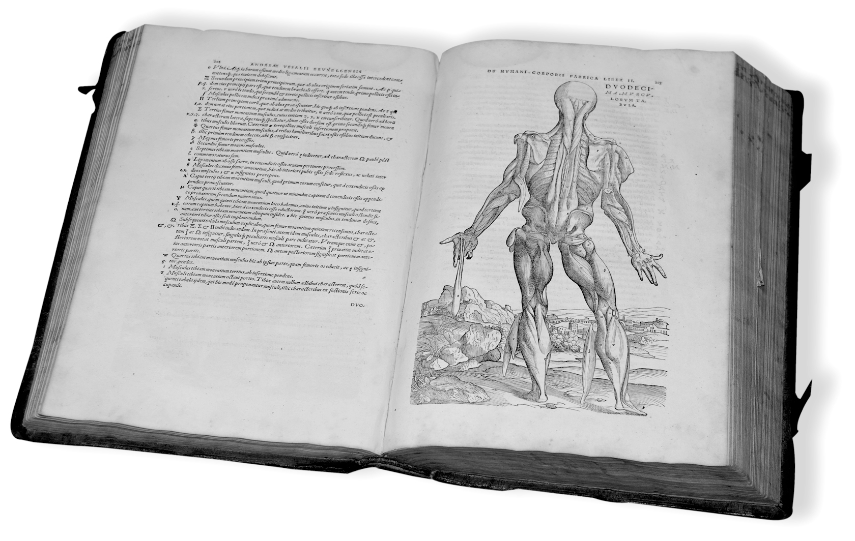 vesalius2_1.jpg